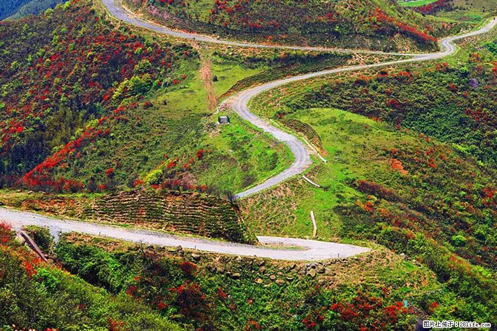 【春天,广西桂林灌阳县向您发出邀请!】春木界上映山红 - 游山玩水 - 长葛生活社区 - 长葛28生活网 changge.28life.com