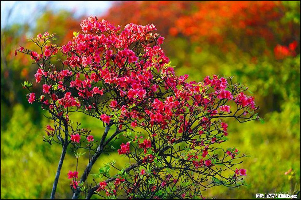 【春天,广西桂林灌阳县向您发出邀请!】春木界上映山红 - 游山玩水 - 长葛生活社区 - 长葛28生活网 changge.28life.com