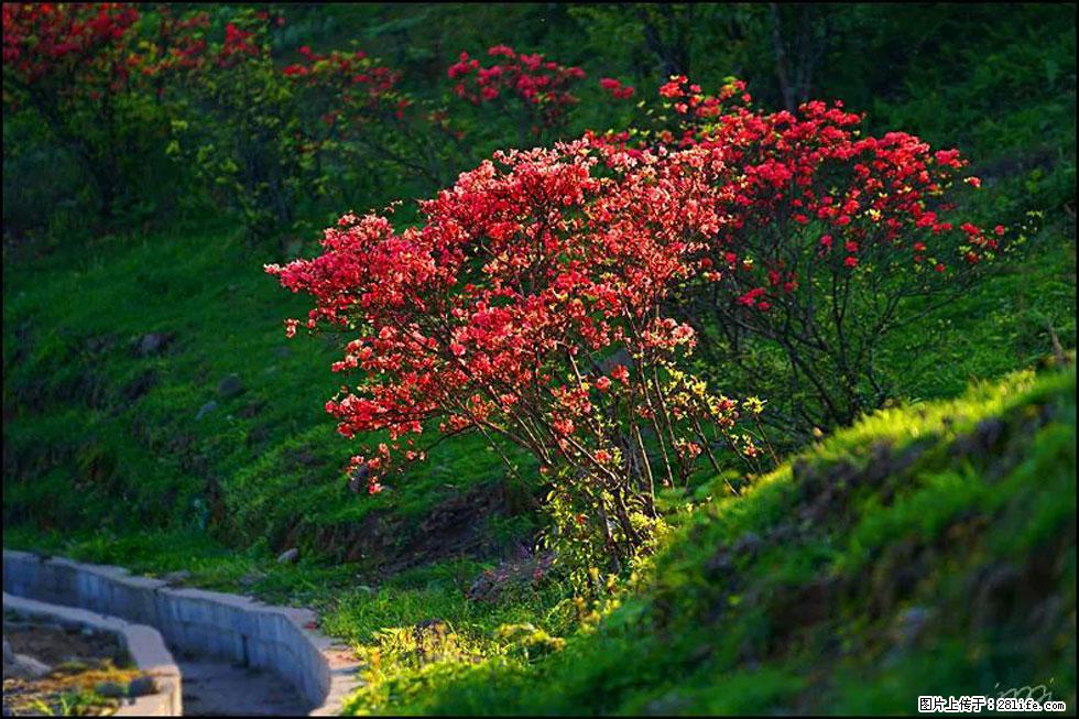 【春天,广西桂林灌阳县向您发出邀请!】春木界上映山红 - 游山玩水 - 长葛生活社区 - 长葛28生活网 changge.28life.com