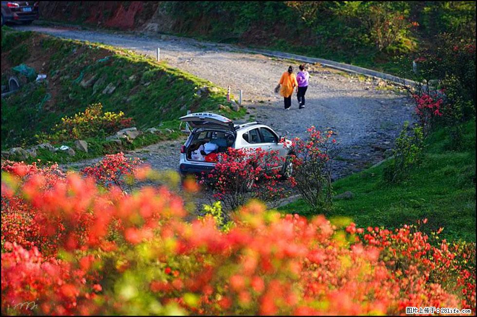 【春天,广西桂林灌阳县向您发出邀请!】春木界上映山红 - 游山玩水 - 长葛生活社区 - 长葛28生活网 changge.28life.com
