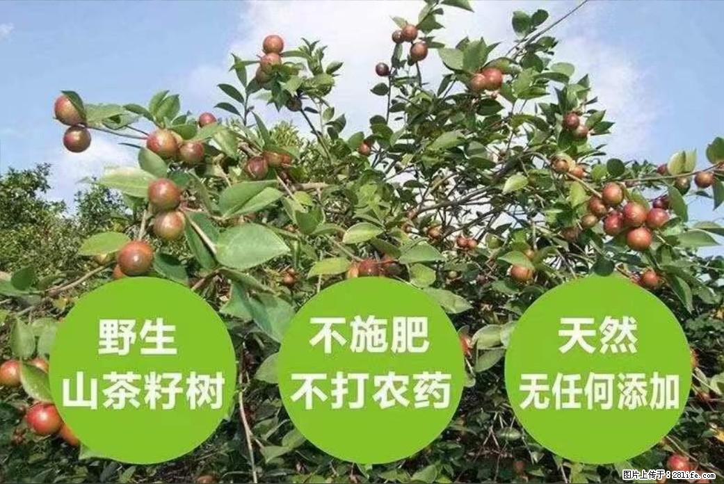 【灌阳县油茶产业示范区】一个有着充实的精神生活的人，对待身外之物自会有一种淡泊的态度 - 美食天地 - 长葛生活社区 - 长葛28生活网 changge.28life.com