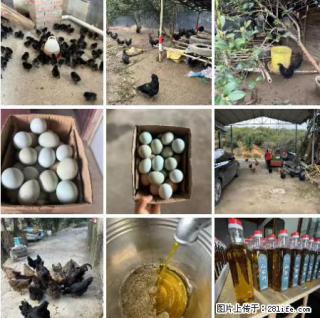 油茶园从小鸡仔开始养起的纯土鸡、土鸡蛋可以预定啦！还有前几天刚榨的纯山茶油哦 - 长葛28生活网 changge.28life.com