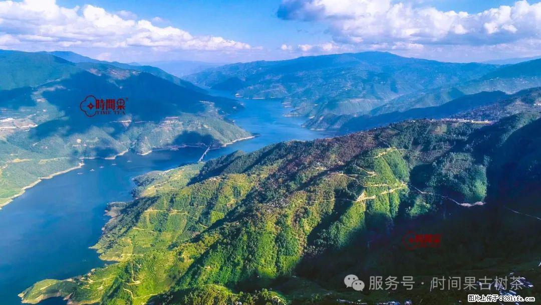 时间果百年古树龙珠普洱生茶 - 购物交流 - 长葛生活社区 - 长葛28生活网 changge.28life.com