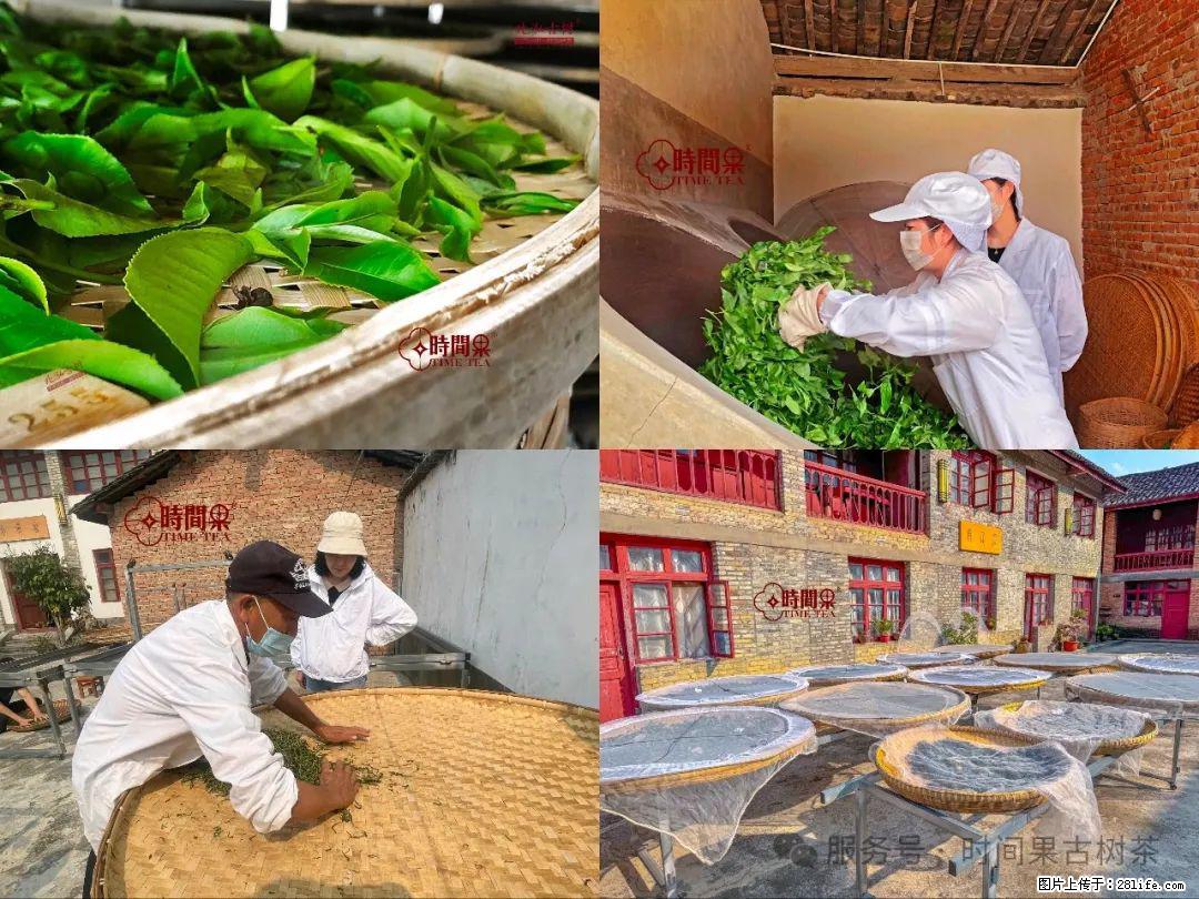 时间果百年古树龙珠普洱生茶 - 购物交流 - 长葛生活社区 - 长葛28生活网 changge.28life.com