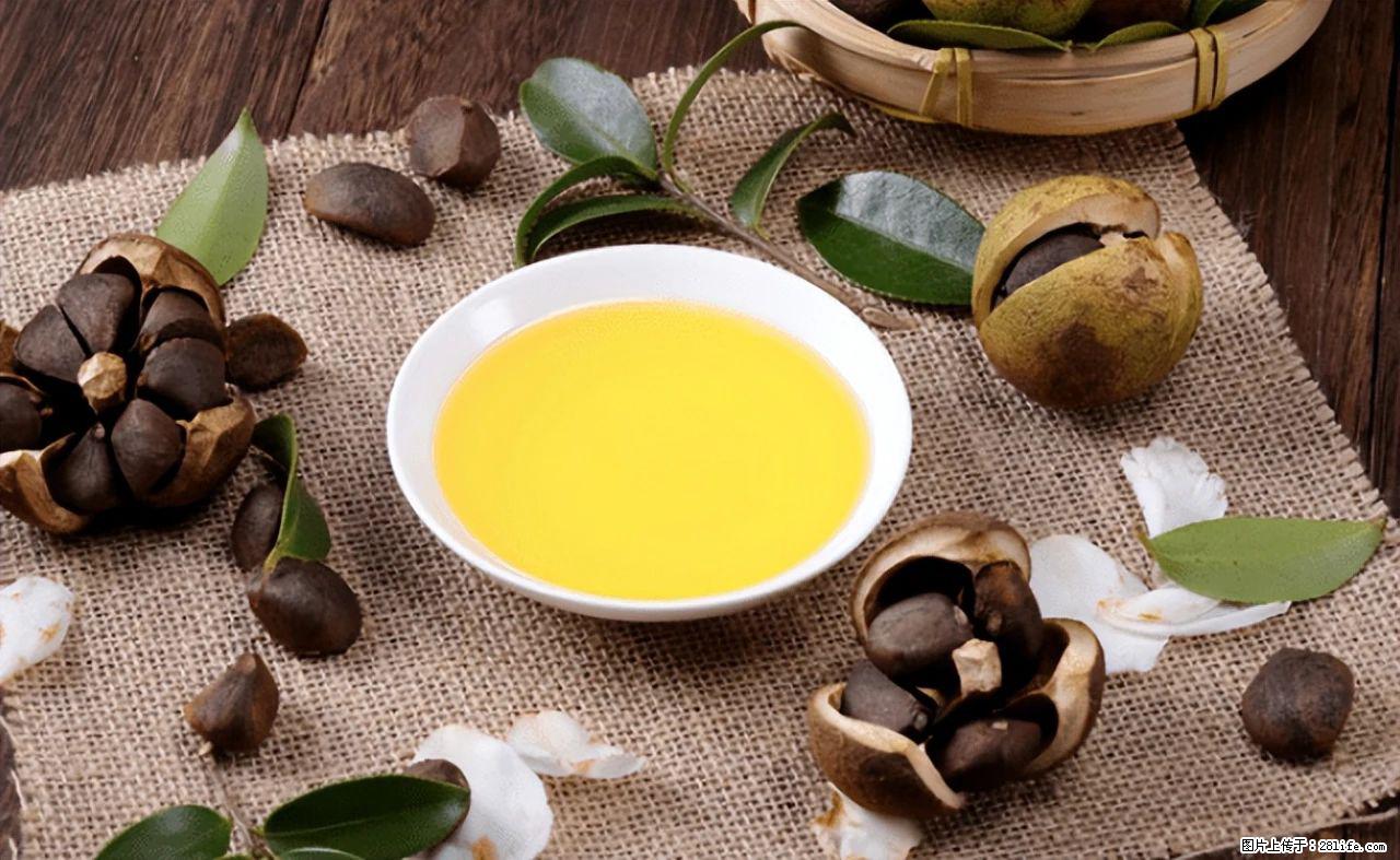 揭秘茶油的5大核心营养成分!被称为人体健康的“守护盾”! - 长葛生活资讯 - 长葛28生活网 changge.28life.com