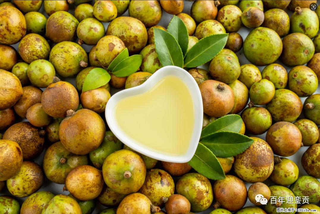 世界没有真相，只有认知，最好的食用油是中国的山茶油！ - 长葛生活资讯 - 长葛28生活网 changge.28life.com