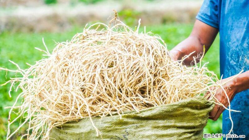 堪称“最难吃”的蔬菜，却是 “抗辐射神器”，还能护肺、清热、止咳化痰！ - 长葛生活资讯 - 长葛28生活网 changge.28life.com