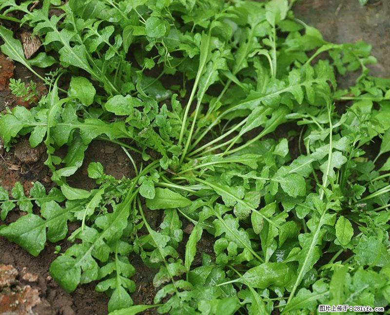 这些蔬菜是“天然钙片”，这6种被医生重点推荐 - 长葛生活资讯 - 长葛28生活网 changge.28life.com