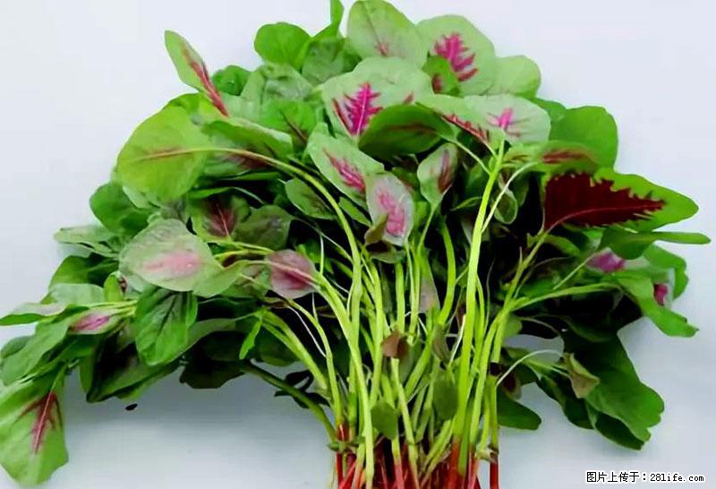 这些蔬菜是“天然钙片”，这6种被医生重点推荐 - 长葛生活资讯 - 长葛28生活网 changge.28life.com