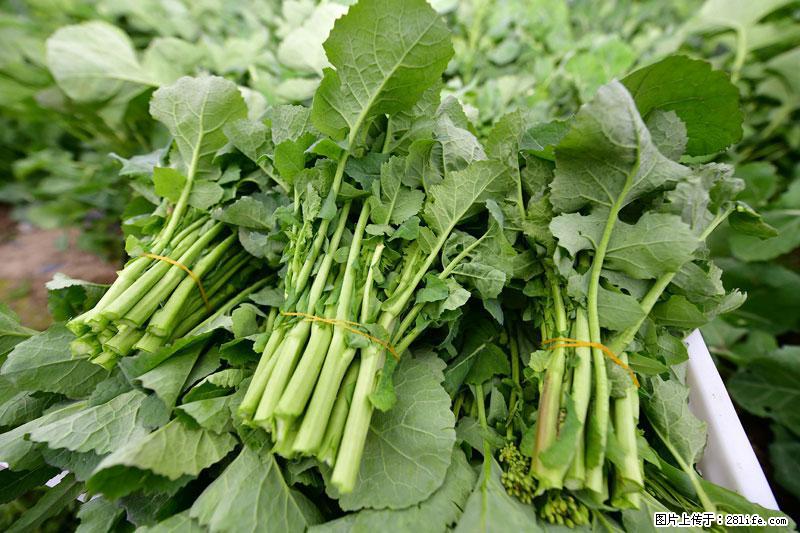 这些蔬菜是“天然钙片”，这6种被医生重点推荐 - 长葛生活资讯 - 长葛28生活网 changge.28life.com